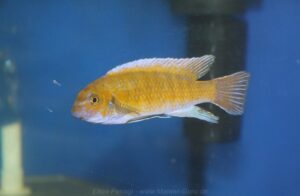 Labeotropheus trewavasae 'Masinje'